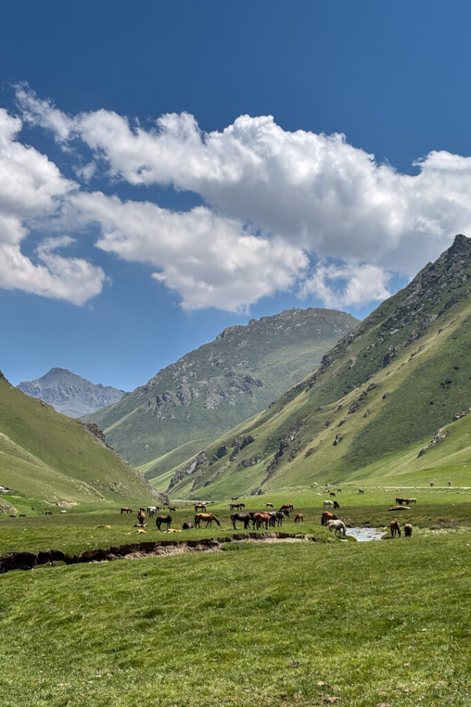 Eine offene gründe Landschaft mit Pferden, die an einem Fluss grasen