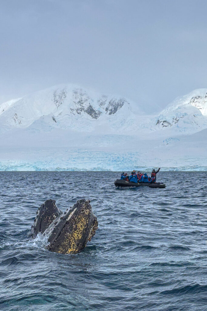 Ein mit Flechten und Seepocken besetzter Walmaul-Ansatz eines Buckelwals ragt im Vordergrund aus dem unruhigen Polarmeer, während im Hintergrund Passagiere in einem Zodiac-Schlauchboot vor einer Kulisse aus Gletschern und verschneiten Bergen zuschauen