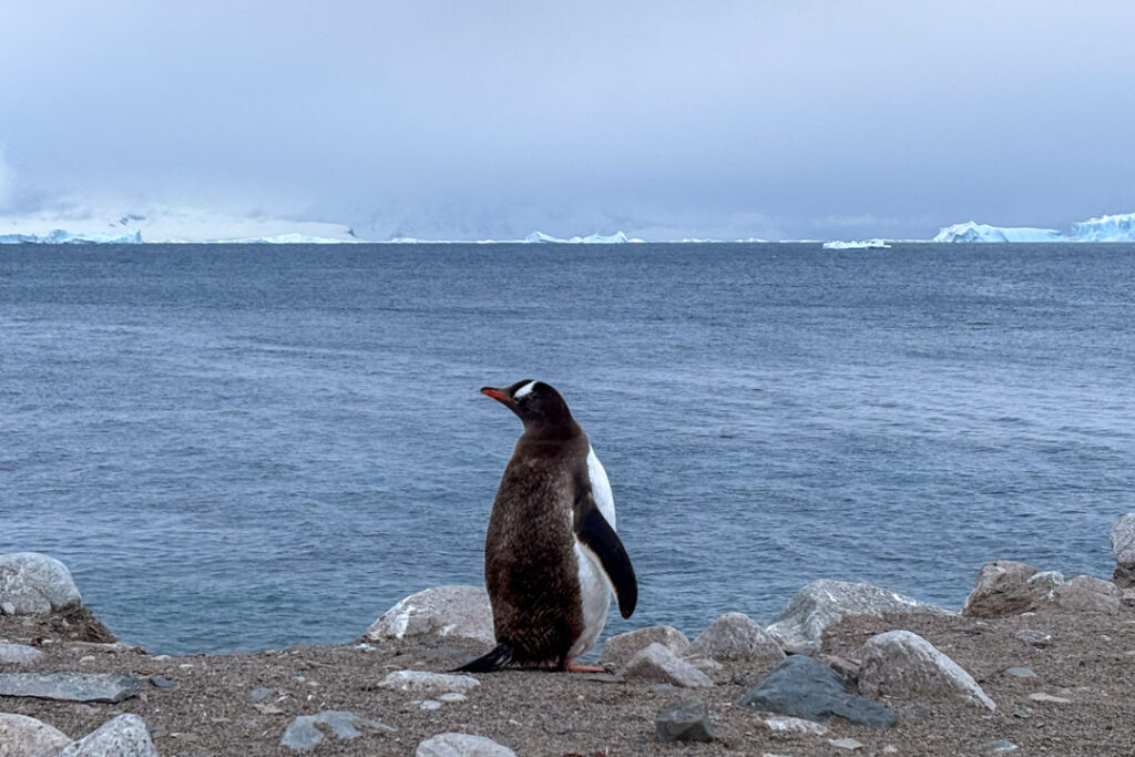 Ein Eselspinguin steht von hinten fotografiert auf einer steinigen Küste und blickt über das weite, blaue Polarmeer auf eine Kette aus Eisbergen und Gletschern am Horizont