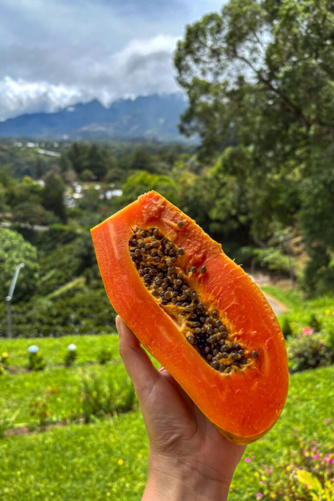 Frische Papaya aufgeschnitten