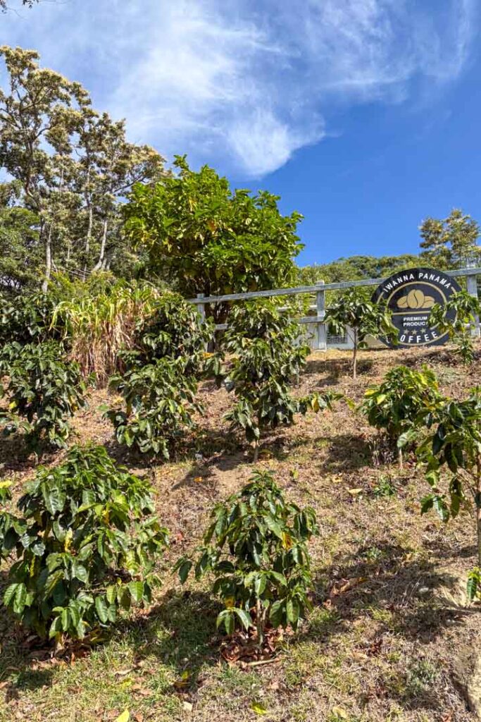 Blick auf Kaffeeplantagen in Panama