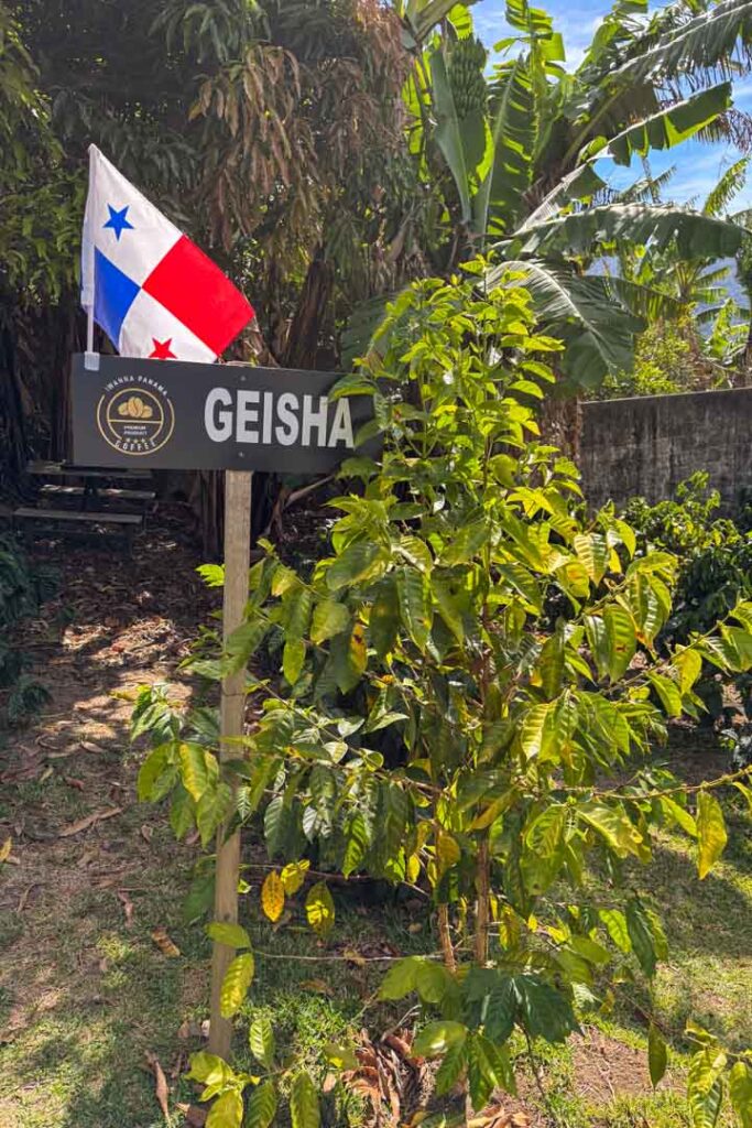 Geisha Kaffee
