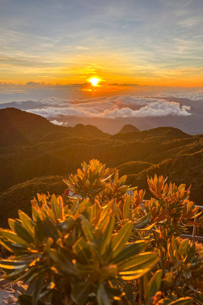 Ein grüner Strauch mit lanzenförmigen Blättern steht im Fokus einer Bergspitze an einem Geländer. Der Hintergrund zeigt ein weites Panorama aus bewaldeten Bergen und einer dichten Wolkendecke, über der die Sonne an einem orange-gelben Himmel aufgeht