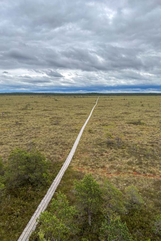 Ein langer Holzweg von oben fotografiert in einem Hochmoor in Estland