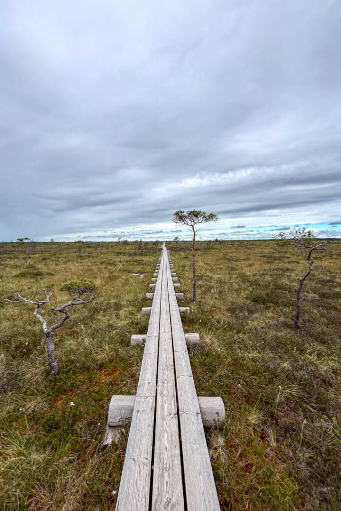Ein Holzweg im Hochmoor Marimetsa
