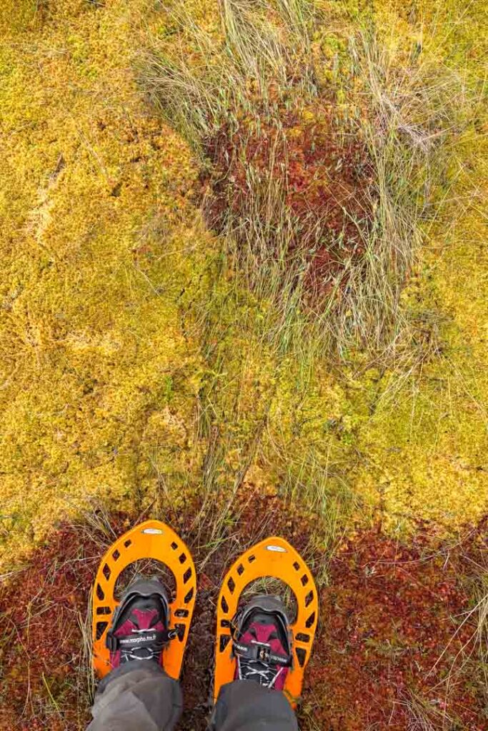 Blick auf Moorschuhe in einem Hochmoor