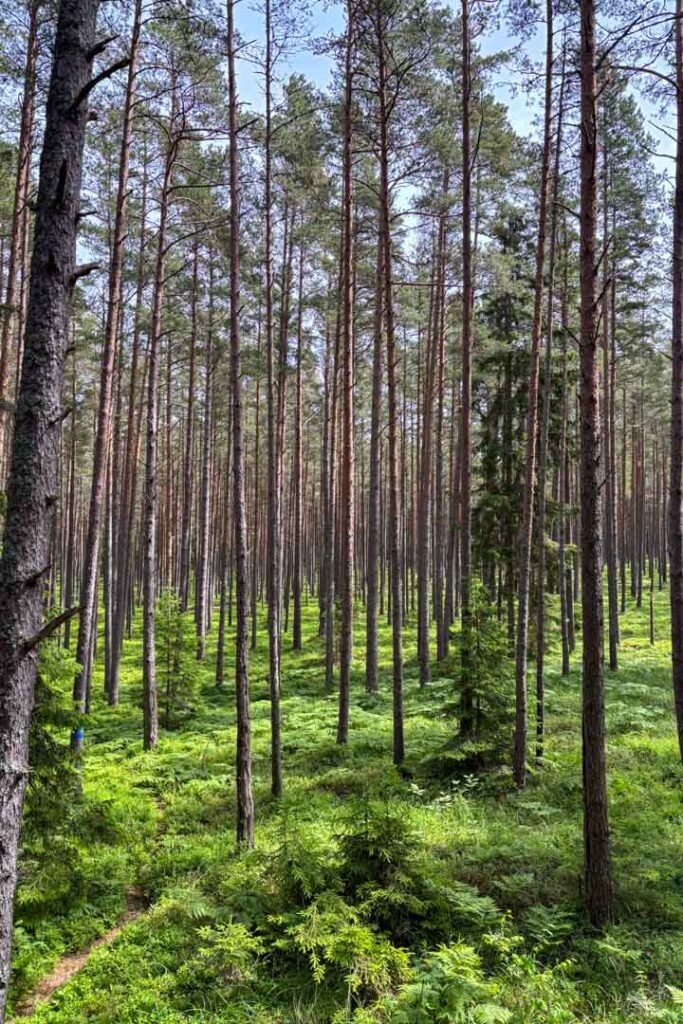 Blick in einen dichten, lichten Kiefernwald mit hohen, geraden Baumstämmen und einem saftig grünen, von Farnen bedeckten Waldboden