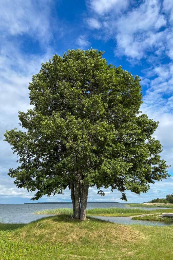 Großer grüner Baum in Estland