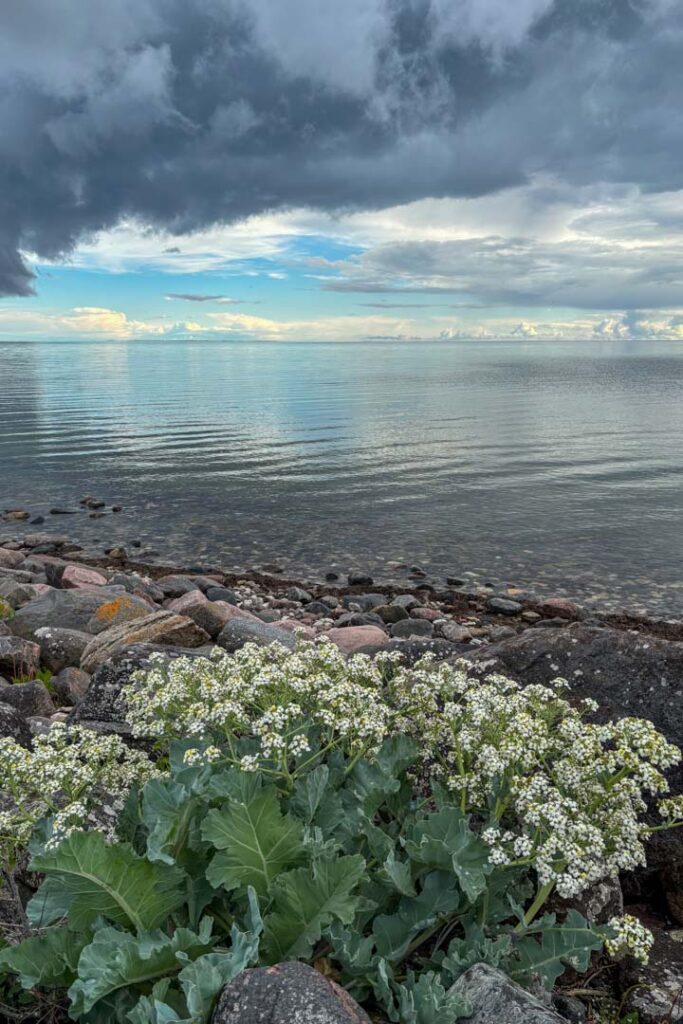 Ein steiniger Ostseestrand und im Hintergrund dunkle Wolken die sich auftürmen