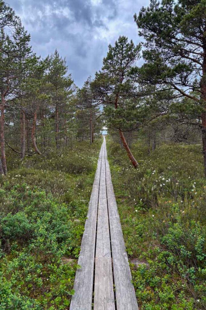 Holzweg im Marimetsa-Hochmoor
