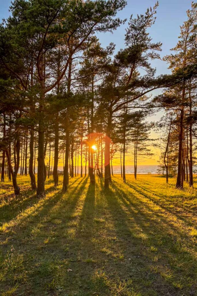 Die goldene Abendsonne bricht durch die Stämme eines Kiefernwaldes an einer Küste und wirft lange Schatten auf den grasbewachsenen Boden