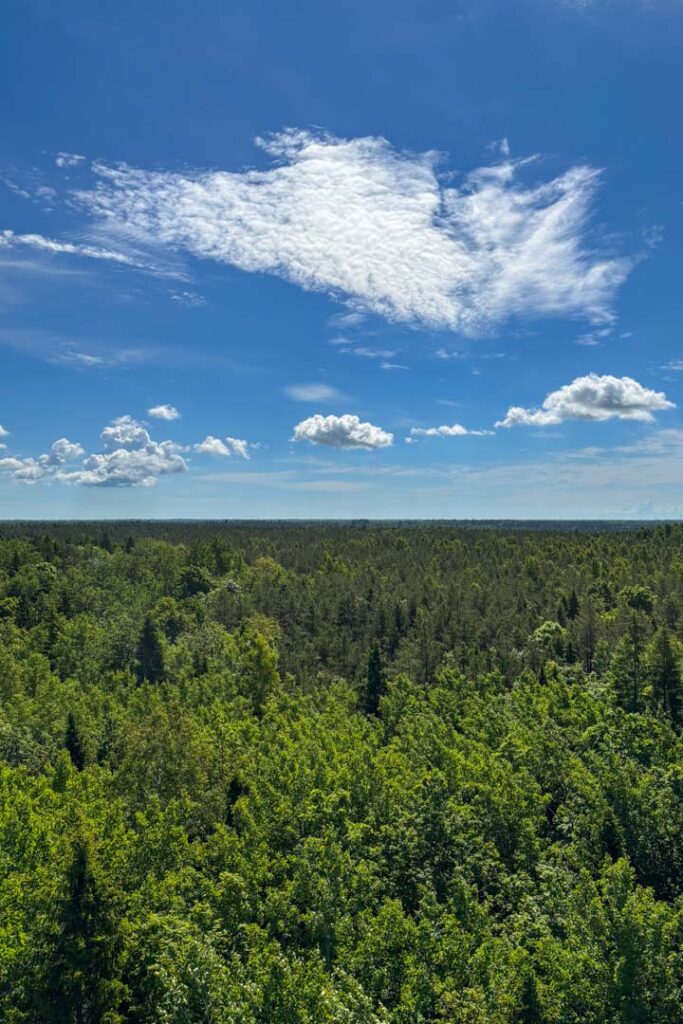 Eine weite grüne Baumdecke unter blauem Himmel