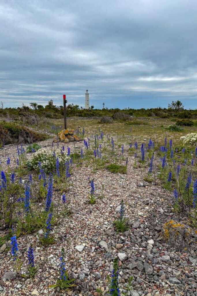 Bunte Blumen und im Hintergrund ein weißer Leuchtturm